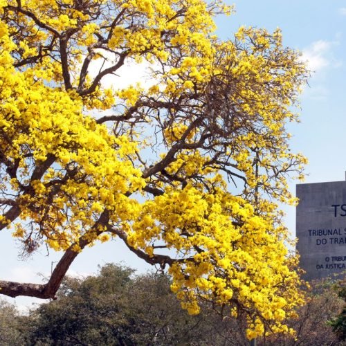 TST suspende penhora de 30% sobre Benefício de Prestação Continuada de mulher de 80 anos