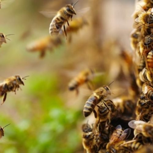 7ª Câmara nega indenização à família de agente ambiental morto por ataque de abelhas