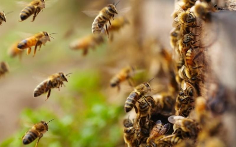 7ª Câmara nega indenização à família de agente ambiental morto por ataque de abelhas