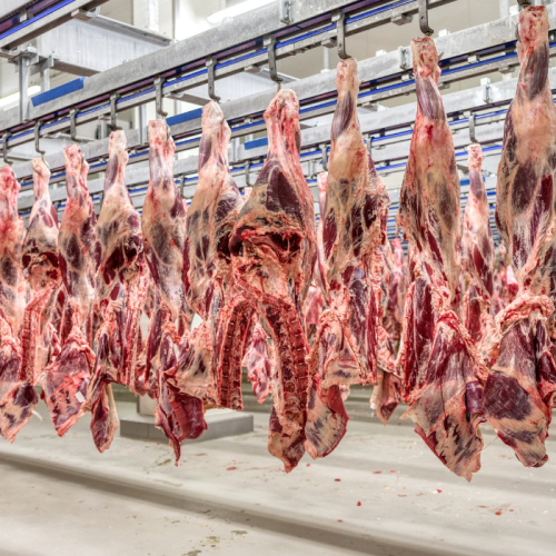 TST mantém decisão que protege gestantes de ambientes com ruído em frigorífico em Seberi (RS)