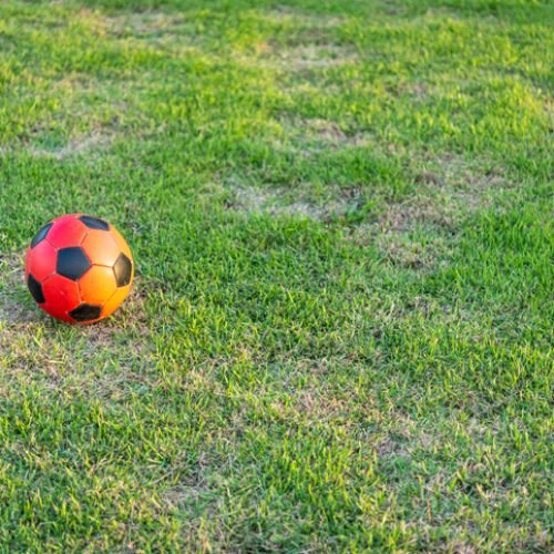 Ball is the most popular toy in the world.