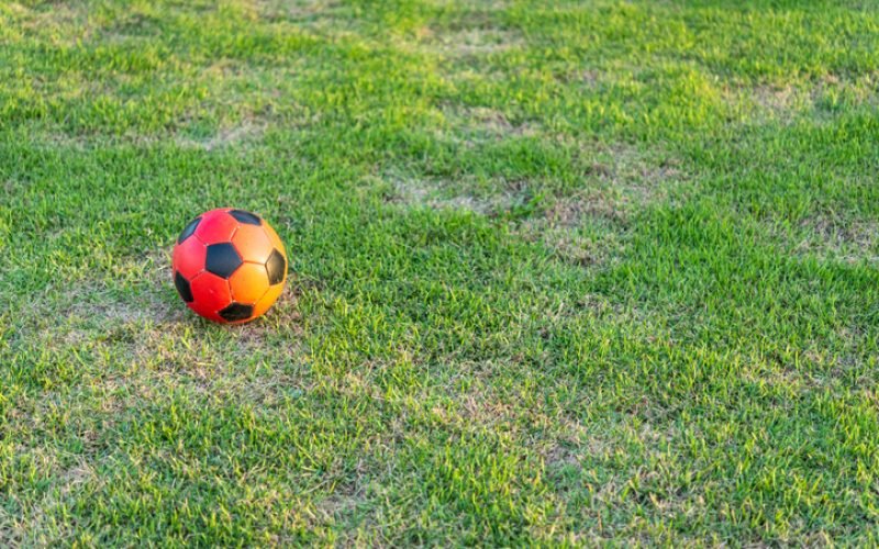 Ball is the most popular toy in the world.