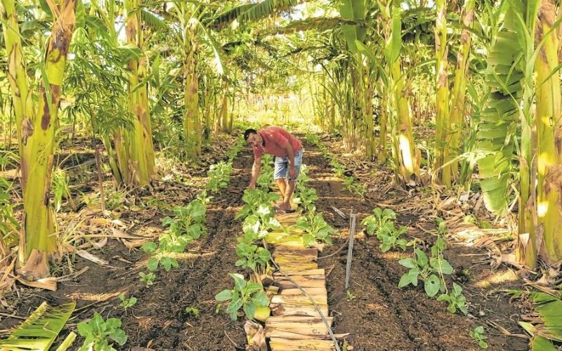Empresa agroflorestal é condenada em R$ 4 milhões por assédio eleitoral em 2022